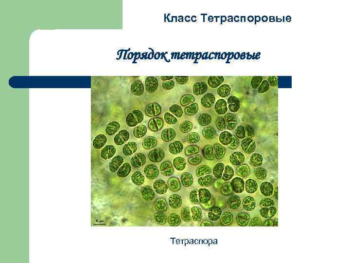 Класс Тетраспоровые Порядок тетраспоровые Тетраспора 