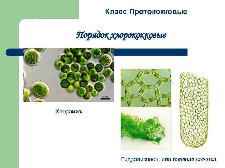 Класс Протококковые Порядок хлорококковые Хлорококк Гидродикцион, или водяная сеточка 