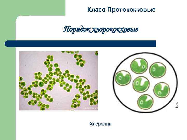 Класс Протококковые Порядок хлорококковые Хлорелла 