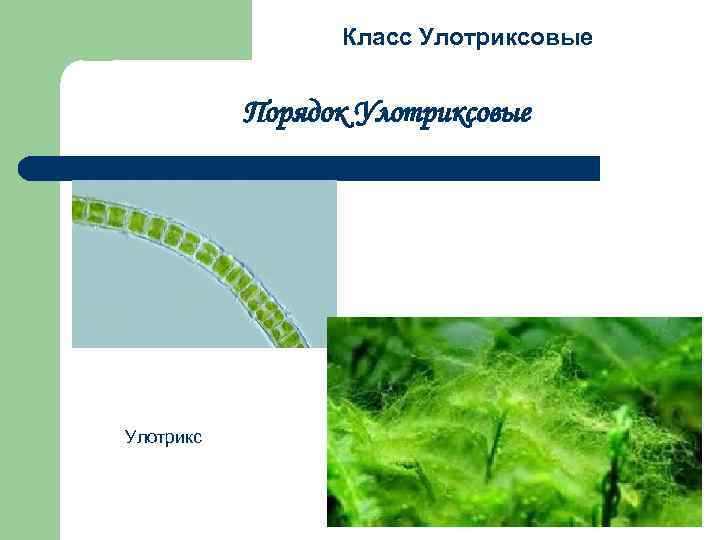 Класс Улотриксовые Порядок Улотриксовые Улотрикс 