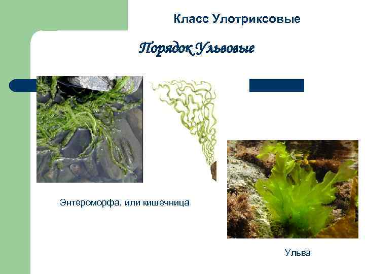 Класс Улотриксовые Порядок Ульвовые Энтероморфа, или кишечница Ульва 
