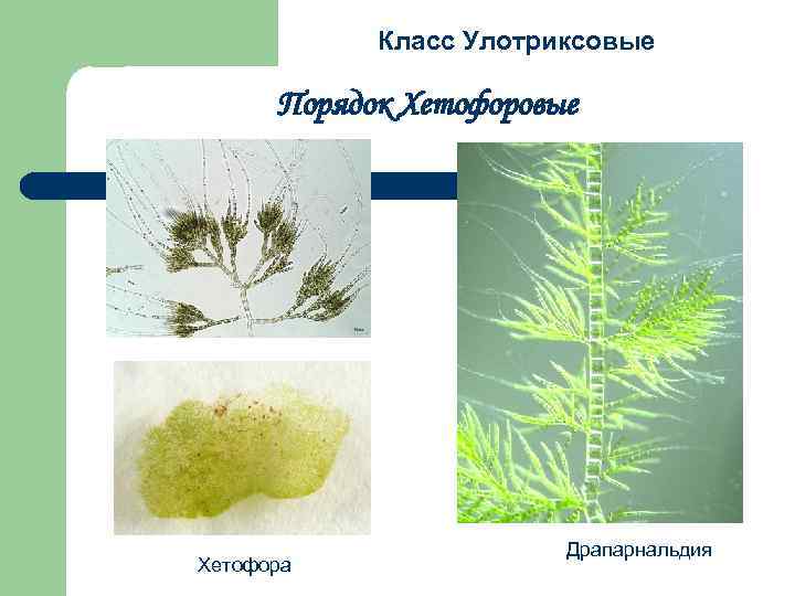 Класс Улотриксовые Порядок Хетофоровые Хетофора Драпарнальдия 