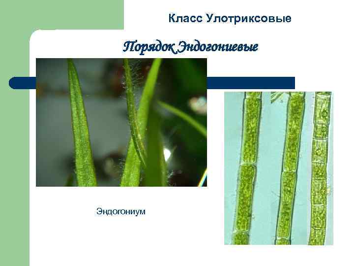 Класс Улотриксовые Порядок Эндогониевые Эндогониум 