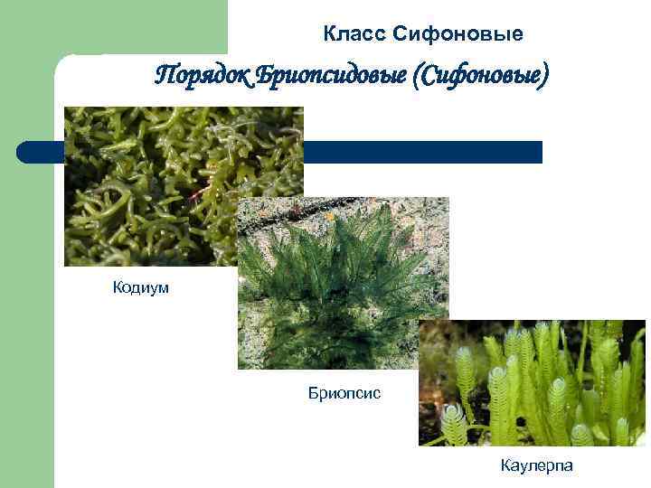 Класс Сифоновые Порядок Бриопсидовые (Сифоновые) Кодиум Бриопсис Каулерпа 