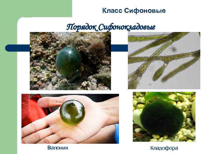 Класс Сифоновые Порядок Сифонокладовые Валония Кладофора 
