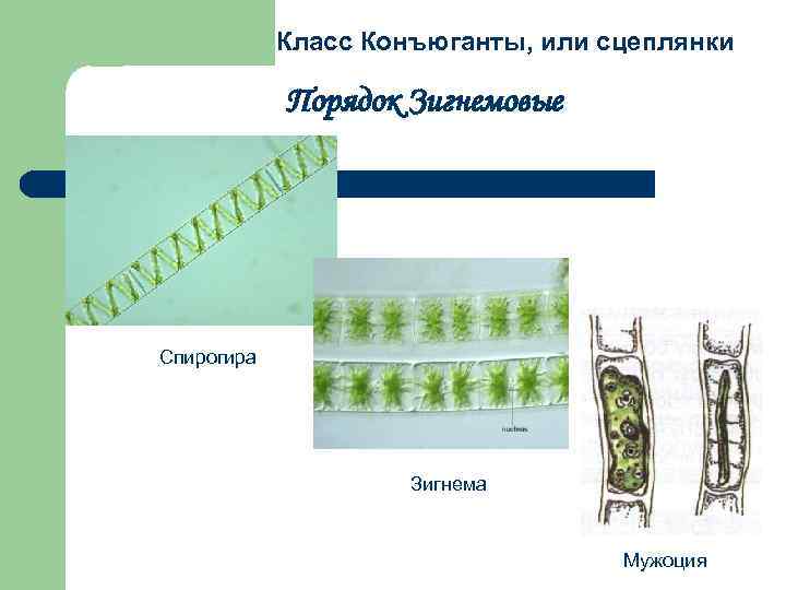 Класс Конъюганты, или сцеплянки Порядок Зигнемовые Спирогира Зигнема Мужоция 