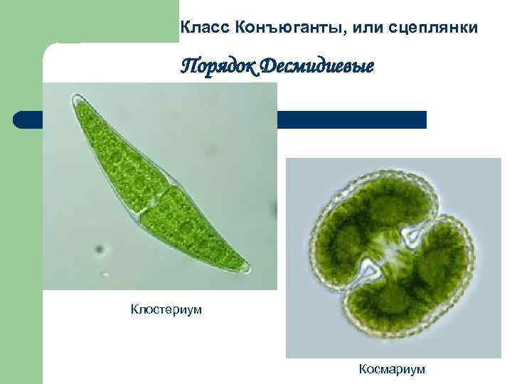 Класс Конъюганты, или сцеплянки Порядок Десмидиевые Клостериум Космариум 