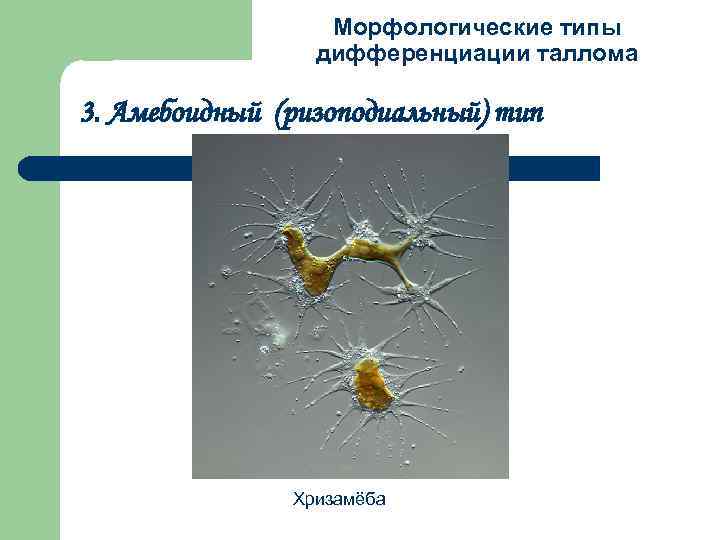 Морфологические типы дифференциации таллома 3. Амебоидный (ризоподиальный) тип Хризамёба 