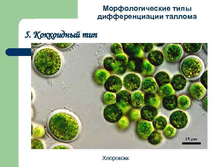 Морфологические типы дифференциации таллома 5. Коккоидный тип Хлорококк 