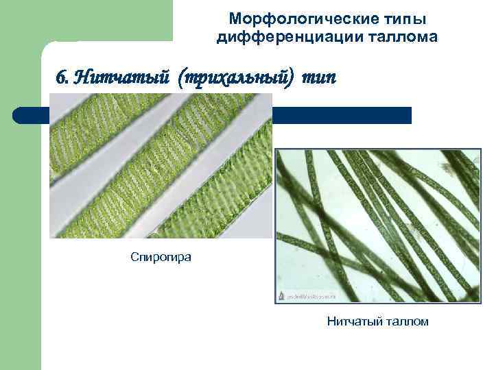 Морфологические типы дифференциации таллома 6. Нитчатый (трихальный) тип Спирогира Нитчатый таллом 