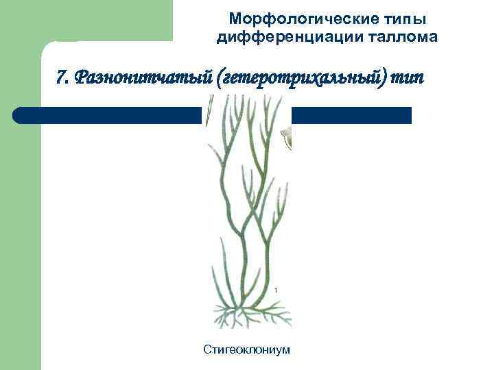 Морфологические типы дифференциации таллома 7. Разнонитчатый (гетеротрихальный) тип Стигеоклониум 