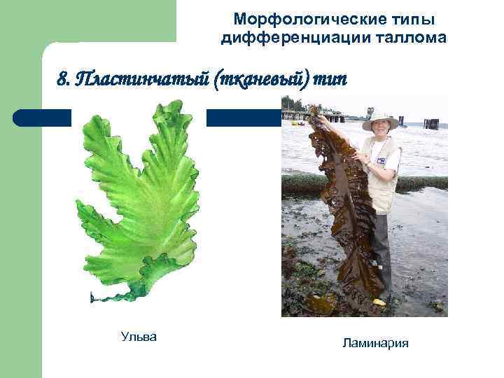 Морфологические типы дифференциации таллома 8. Пластинчатый (тканевый) тип Ульва Ламинария 