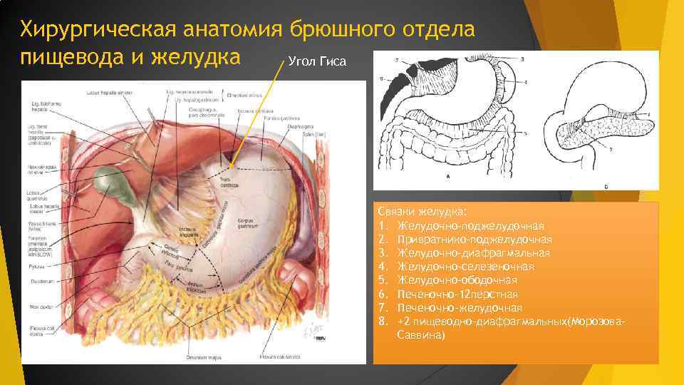 Хирургическая анатомия брюшного отдела пищевода и желудка Угол Гиса Связки желудка: 1. Желудочно-поджелудочная 2.