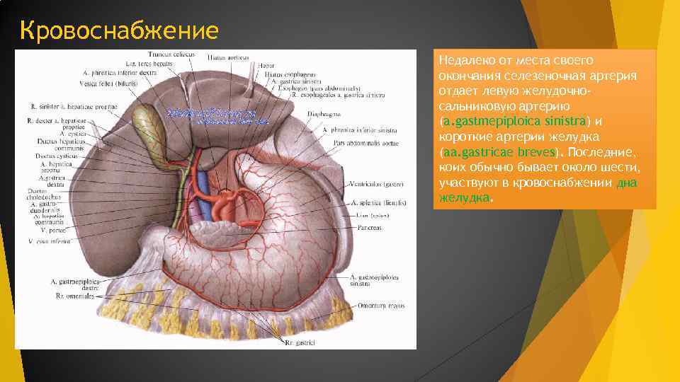 Кровоснабжение Недалеко от места своего окончания селезеночная артерия отдает левую желудочносальниковую артерию (a. gastmepiploica