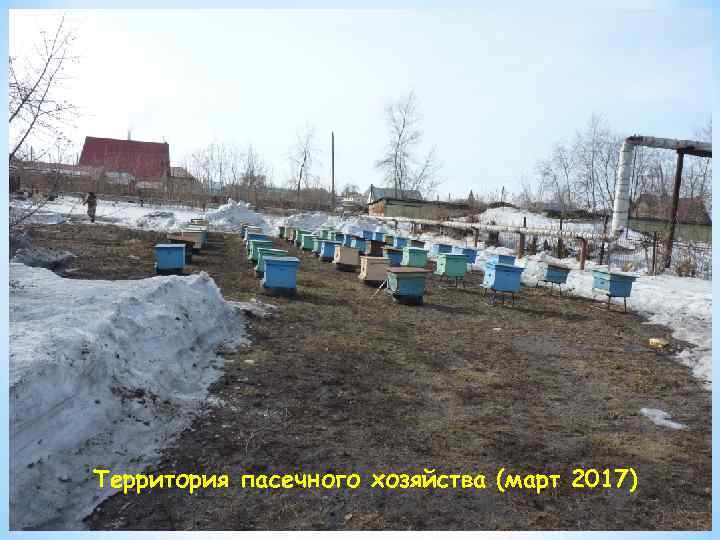 Территория пасечного хозяйства (март 2017) 