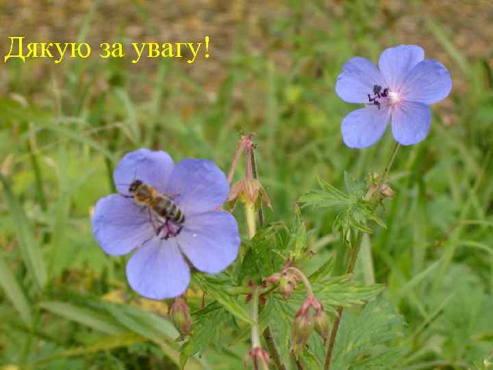 Дякую за увагу! 