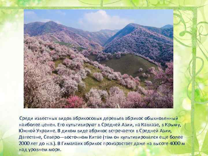  Среди известных видов абрикосовых деревьев абрикос обыкновенный наиболее ценен. Его культивируют в Средней