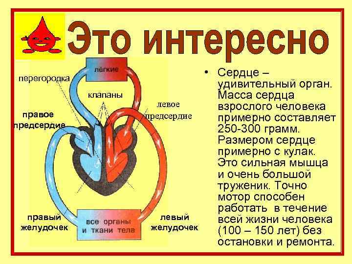 перегородка клапаны правое предсердие правый желудочек левое предсердие левый желудочек • Сердце – удивительный