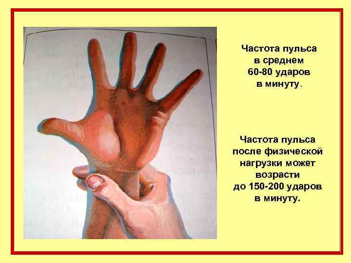 Частота пульса в среднем 60 -80 ударов в минуту. Частота пульса после физической нагрузки