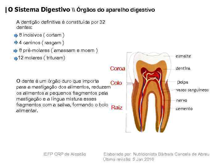 |O Sistema Digestivo \ Órgãos do aparelho digestivo A dentição definitiva é constituída por