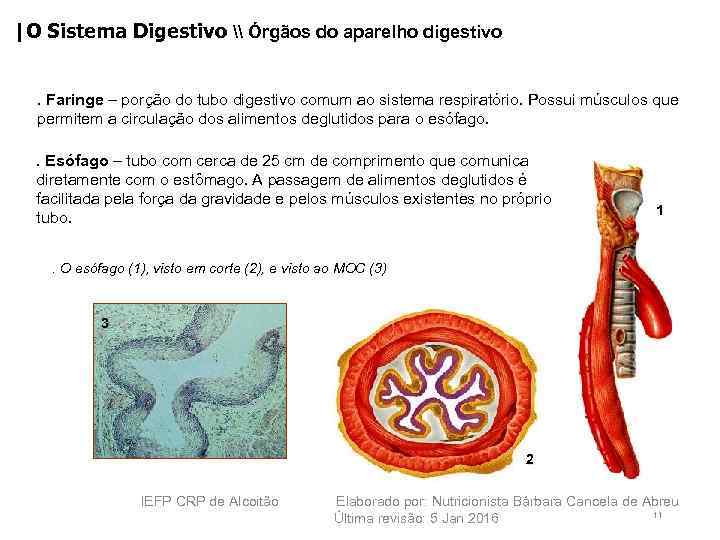 |O Sistema Digestivo \ Órgãos do aparelho digestivo. Faringe – porção do tubo digestivo