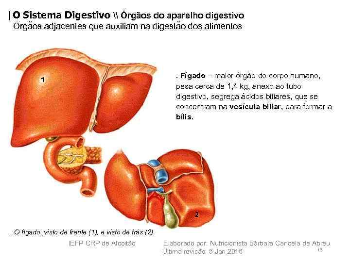 |O Sistema Digestivo \ Órgãos do aparelho digestivo O rga os adjacentes que auxiliam