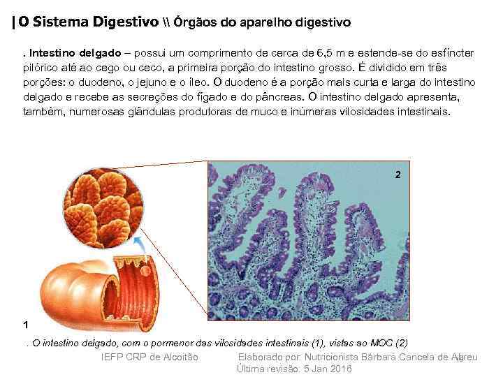 |O Sistema Digestivo \ Órgãos do aparelho digestivo. Intestino delgado – possui um comprimento