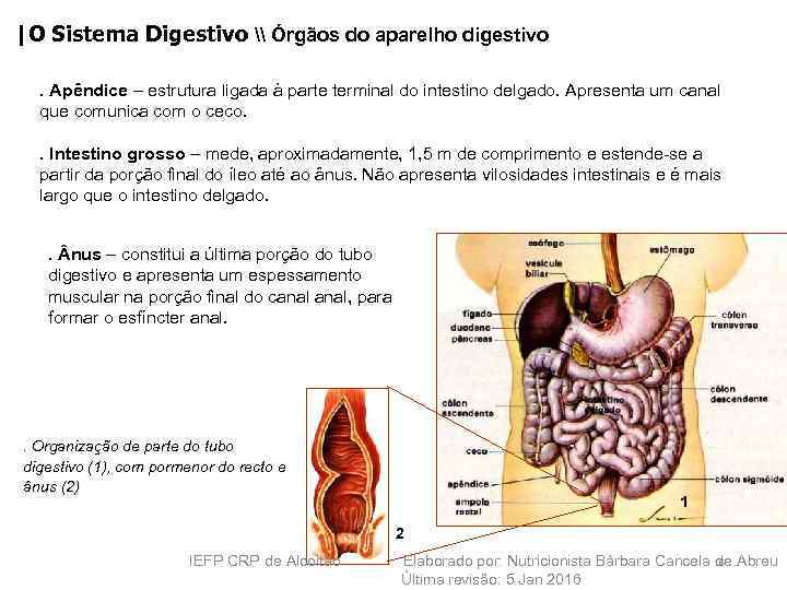 |O Sistema Digestivo \ Órgãos do aparelho digestivo. Apêndice – estrutura ligada à parte