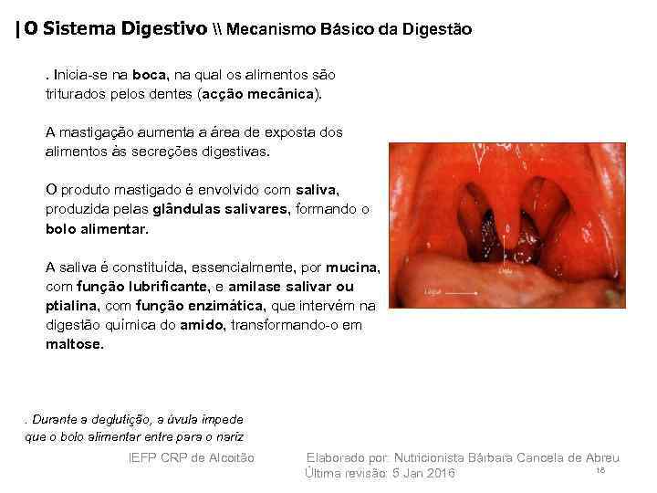 |O Sistema Digestivo \ Mecanismo Básico da Digestão. Inicia se na boca, na qual