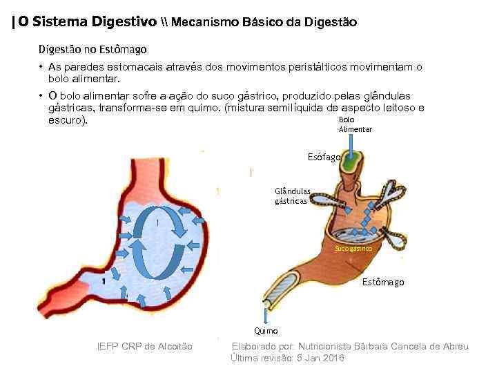 |O Sistema Digestivo \ Mecanismo Básico da Digestão no Estômago • As paredes estomacais