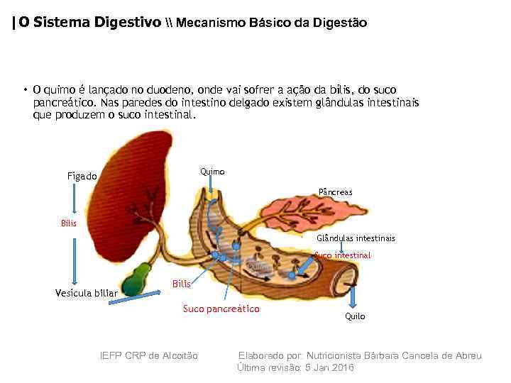 |O Sistema Digestivo \ Mecanismo Básico da Digestão • O quimo é lançado no