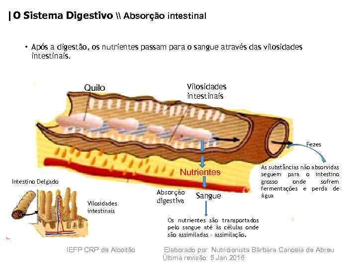 |O Sistema Digestivo \ Absorção intestinal • Após a digestão, os nutrientes passam para