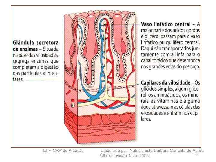 IEFP CRP de Alcoitão Elaborado por: Nutricionista Bárbara Cancela de Abreu 27 Última revisão: