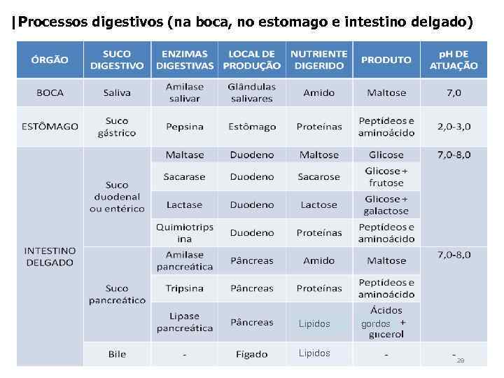 |Processos digestivos (na boca, no estomago e intestino delgado) Lipidos gordos 29 