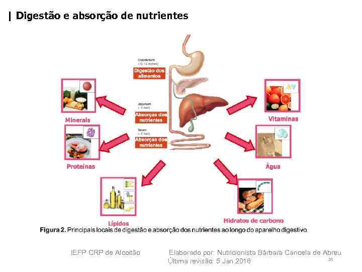 | Digestão e absorção de nutrientes IEFP CRP de Alcoitão Elaborado por: Nutricionista Bárbara