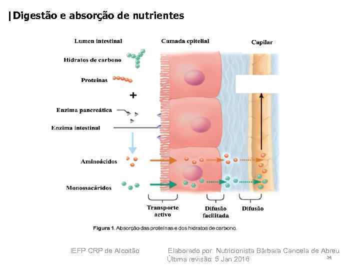 |Digestão e absorção de nutrientes IEFP CRP de Alcoitão Elaborado por: Nutricionista Bárbara Cancela