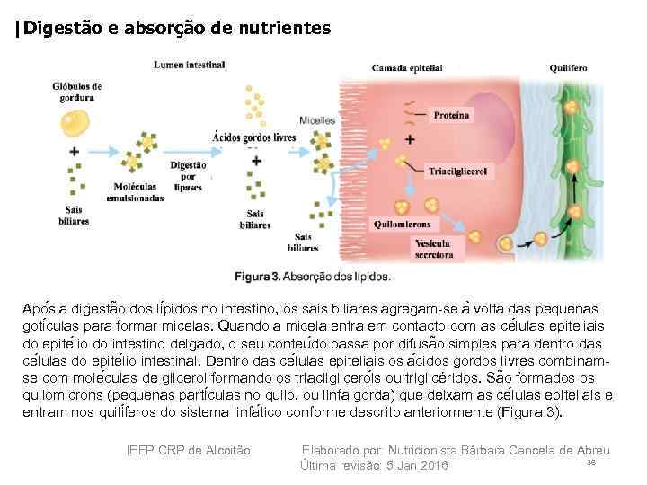 |Digestão e absorção de nutrientes Apo s a digesta o dos li pidos no
