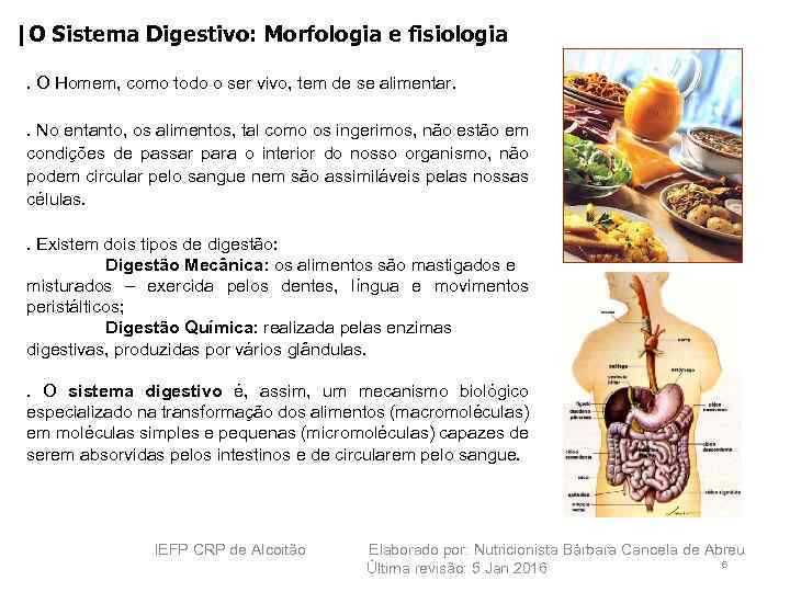 |O Sistema Digestivo: Morfologia e fisiologia. O Homem, como todo o ser vivo, tem