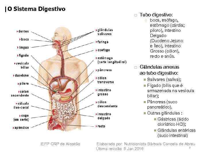 |O Sistema Digestivo 7 Tubo digestivo: boca, esófago, estômago (cárdia; piloro), Intestino Delgado (Duodeno