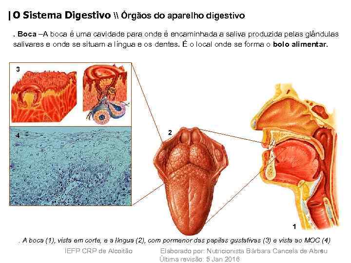 |O Sistema Digestivo \ Órgãos do aparelho digestivo. Boca –A boca é uma cavidade
