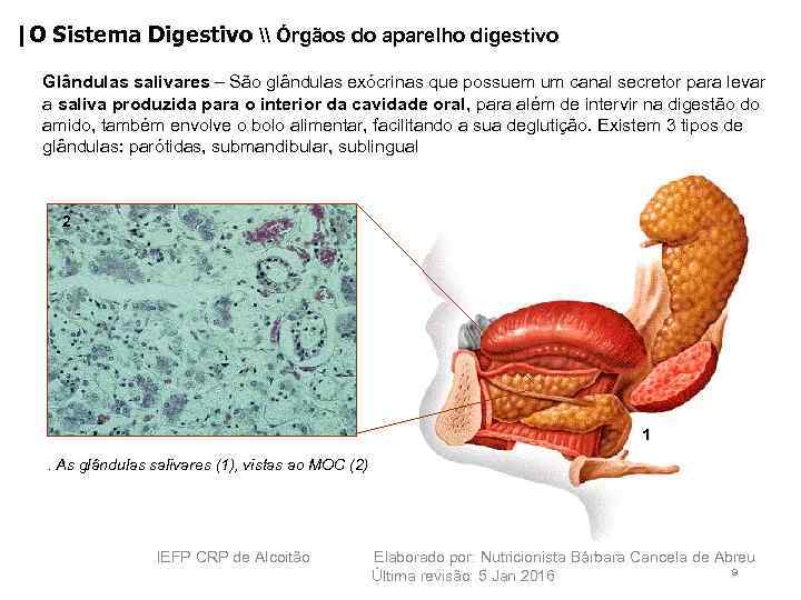 |O Sistema Digestivo \ Órgãos do aparelho digestivo Glândulas salivares – São glândulas exócrinas