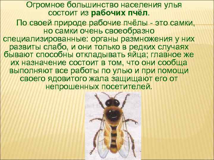 Огромное большинство населения улья состоит из рабочих пчёл. По своей природе рабочие пчёлы -