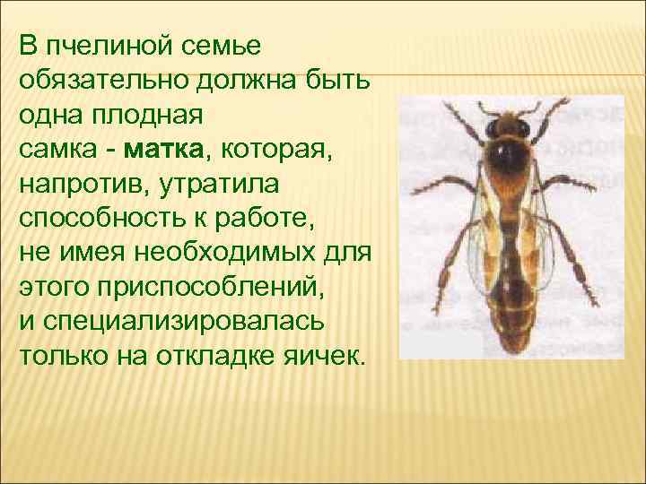 В пчелиной семье обязательно должна быть одна плодная самка - матка, которая, напротив, утратила