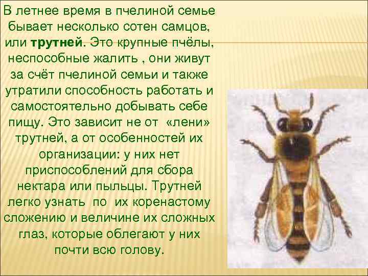 В летнее время в пчелиной семье бывает несколько сотен самцов, или трутней. Это крупные