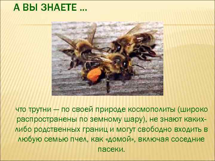 А ВЫ ЗНАЕТЕ. . . что трутни — по своей природе космополиты (широко распространены