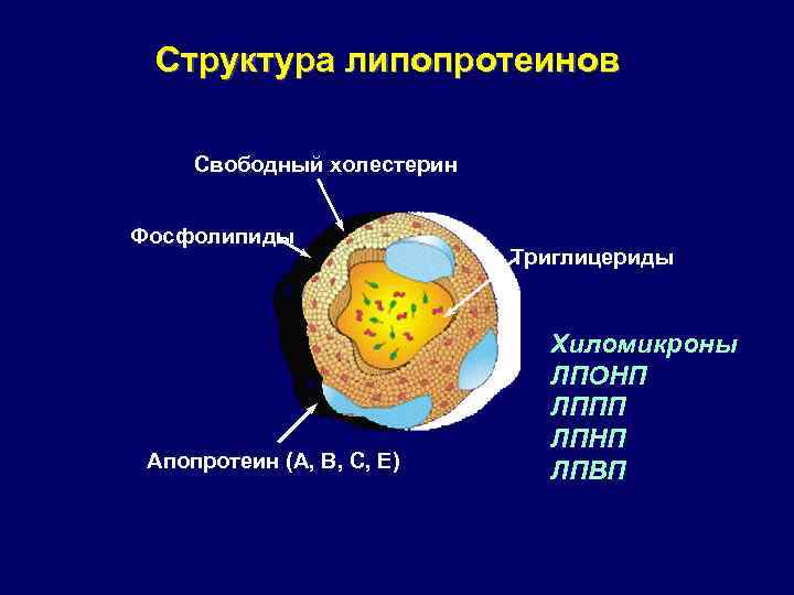 Структура липопротеинов Свободный холестерин Фосфолипиды Апопротеин (А, В, С, Е) Триглицериды Хиломикроны ЛПОНП ЛППП