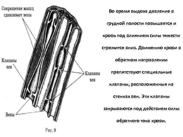 Во время выдоха давление в грудной полости повышается и кровь под влиянием силы тяжести