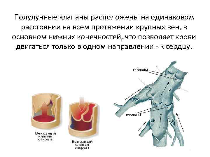Клапаны имеют артерии и вены