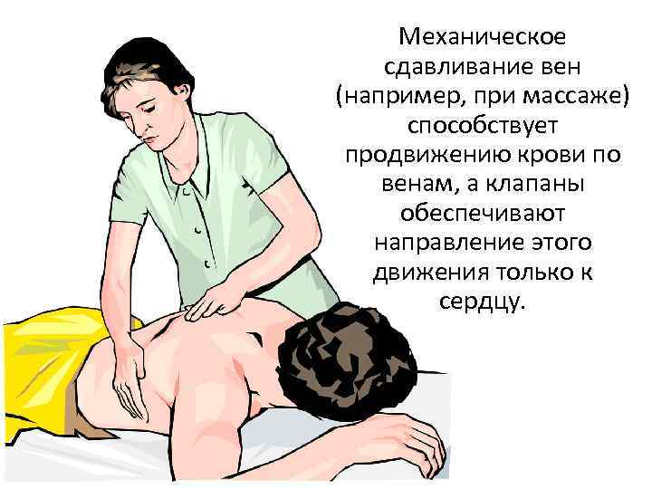Механическое сдавливание вен (например, при массаже) способствует продвижению крови по венам, а клапаны обеспечивают