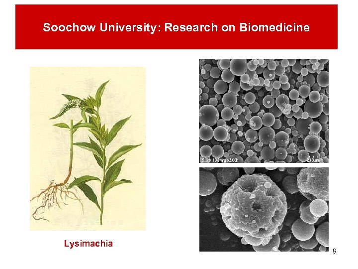 Soochow University: Research on Biomedicine Lysimachia 9 